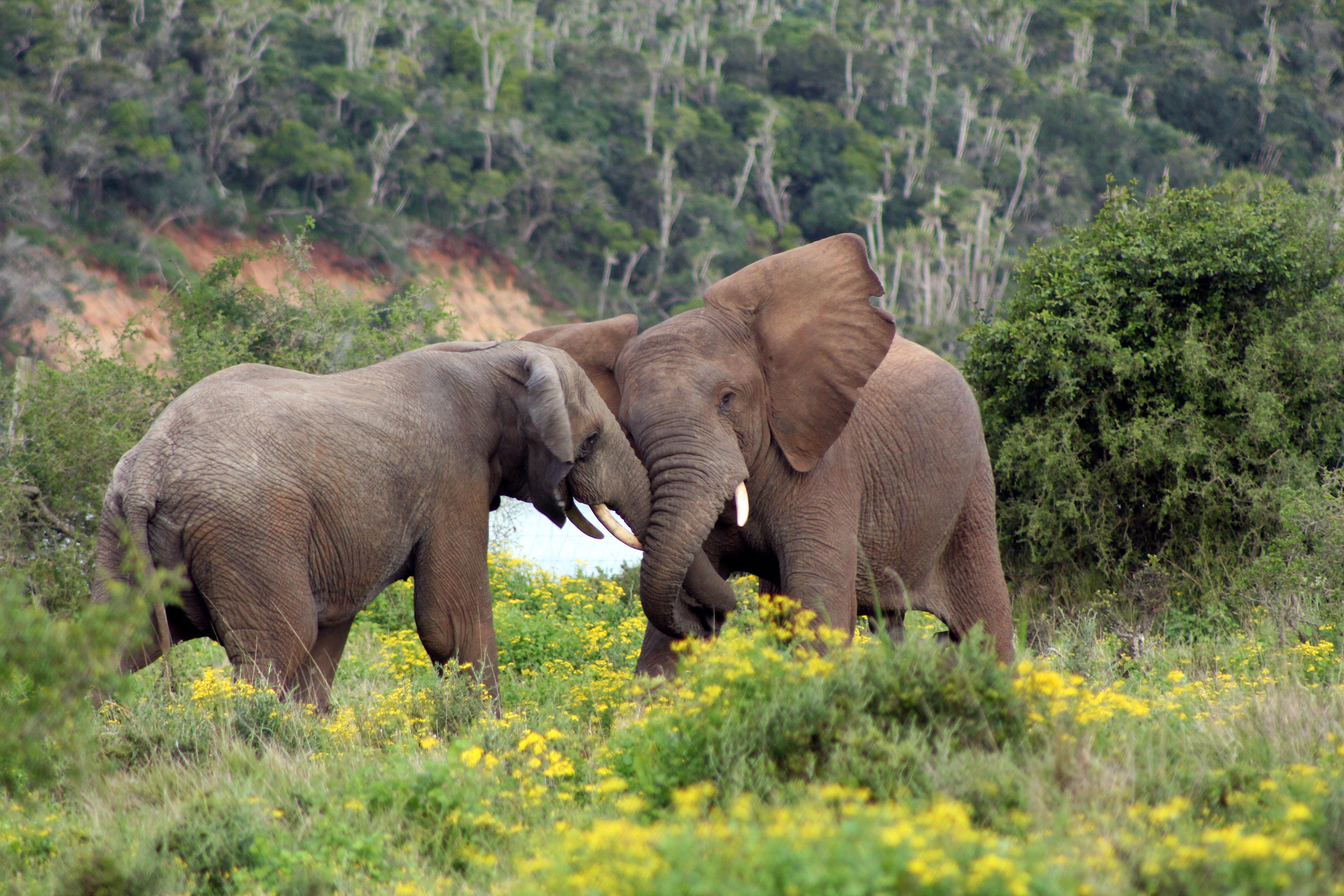 Sibuya Game Reserve And Lodge Kenton on Sea Exterior foto