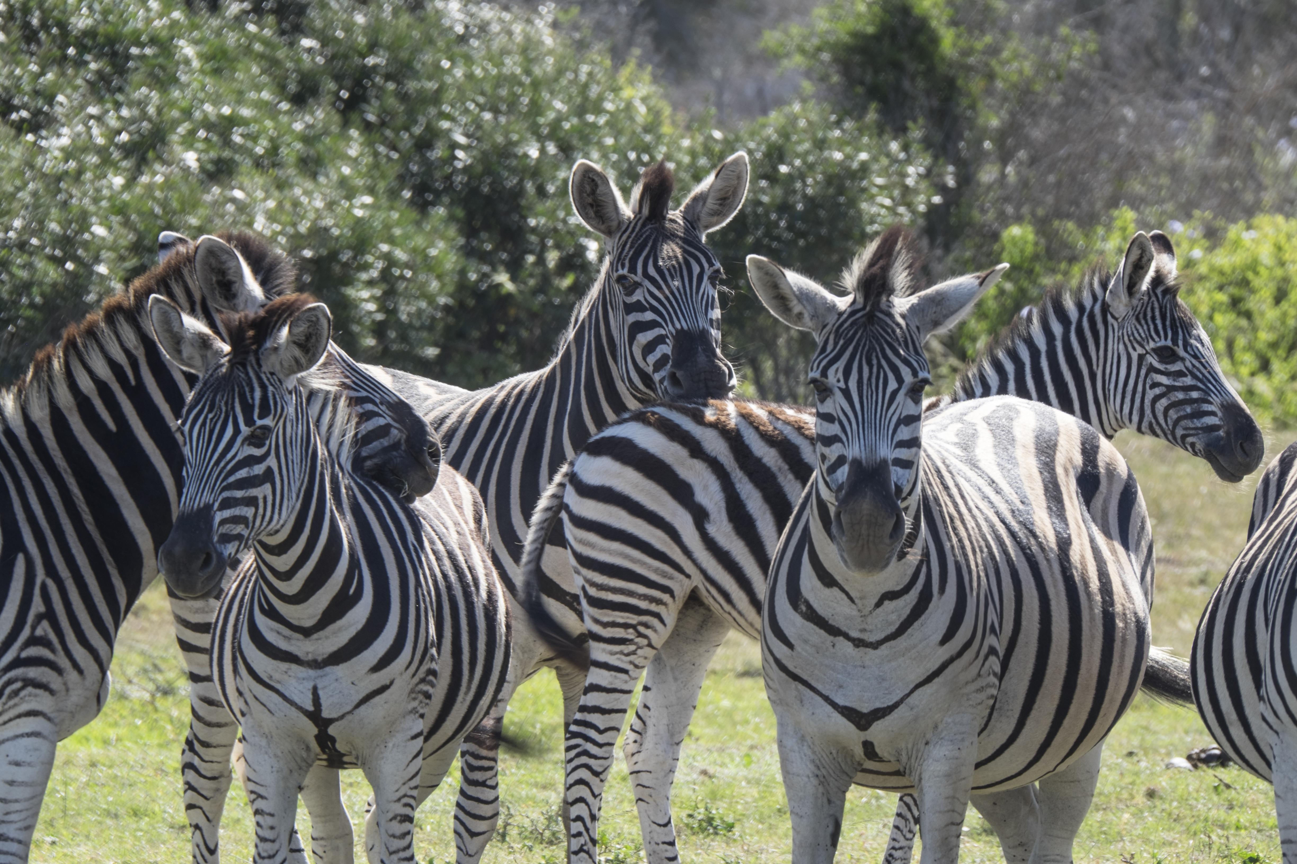 Sibuya Game Reserve And Lodge Kenton on Sea Exterior foto